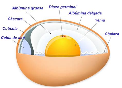 Matem Tico James Dyson Defectuoso Las Partes Del Huevo De Gallina