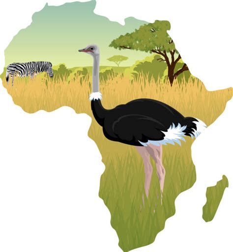 70 African Jacana Illustrationer Bildbanksillustrationer Royaltyfri