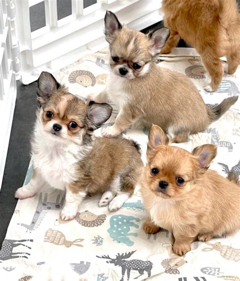 Chiot Elevage Des Minis Boss Eleveur De Chiens Chihuahua