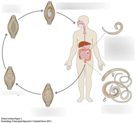 Whipworm Life Cycle