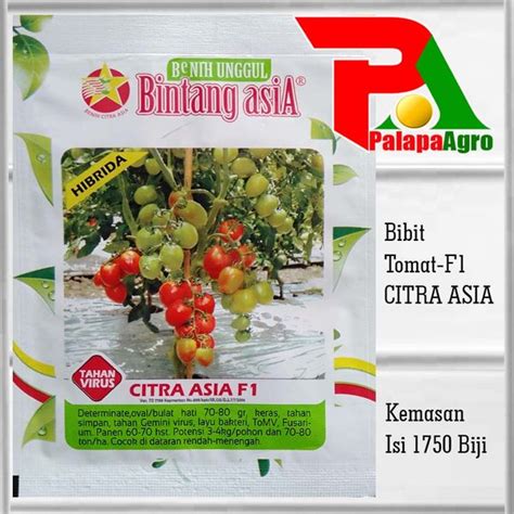 Jual Benih Unggul Tomat Hibrida F1 Citra Asia 1750biji Bibit Tomat Di