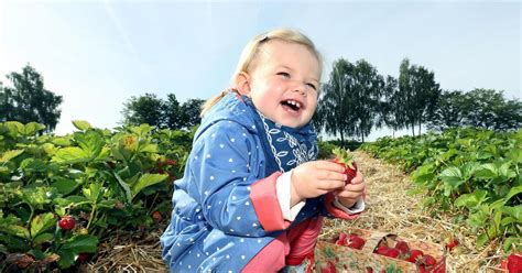 Erdbeeren selber pflücken So gelingt das Familien Erlebnis Regional