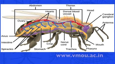 Arthropoda Basics Part-02 - YouTube