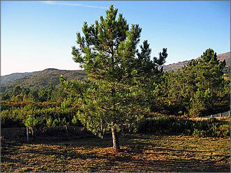 Os pinhos | Capeia Arraiana – Sabugal – Guarda – Portugal