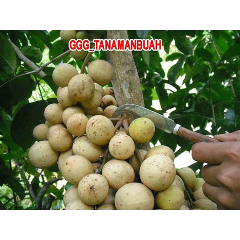 Jual Bibit Buah Duku Manis Hasil Okulasi Tanpa Biji Shopee Indonesia