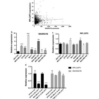 SNORA7B Rather Than Its Host Gene RPL32P Is Upregulated In BC Cell