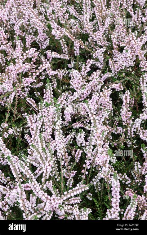 White Calluna Vulgaris Peter Sparkes Heather Stock Photo Alamy