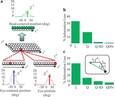 Marginalization In Neural Circuits With Divisive Normalization