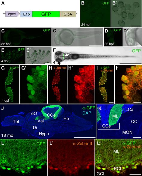 Characterization Of Gfp Expression Pattern Of Tg Cpce E B Gfp Bz