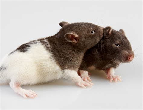 Can Male And Female Rats Live Together In The Same Cage?