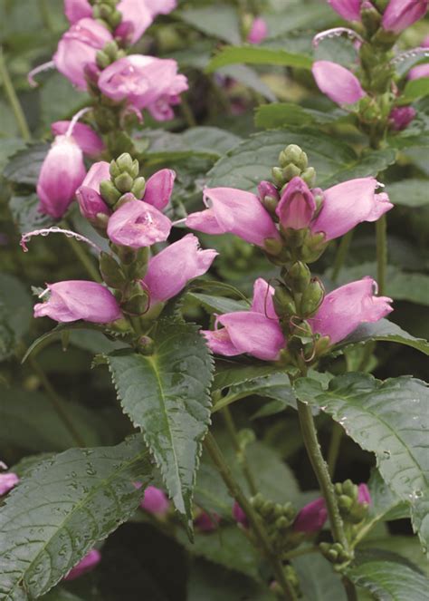 Tiny Tortuga Turtlehead Kiwi Nurseries Ltd