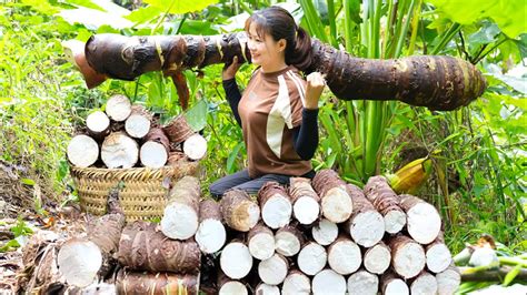 Harvesting Giant Wild Taro The World S Largest Wild Taro Cooking