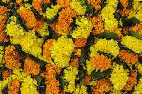 The Common Marigold And Why Its Such A Wonderful Plant Ally Garden