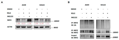 Cancers Free Full Text The RSL3 Induction Of KLK Lung