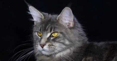 Blue Blotched Tabby Maine Coon Domestic Stock Video Pond