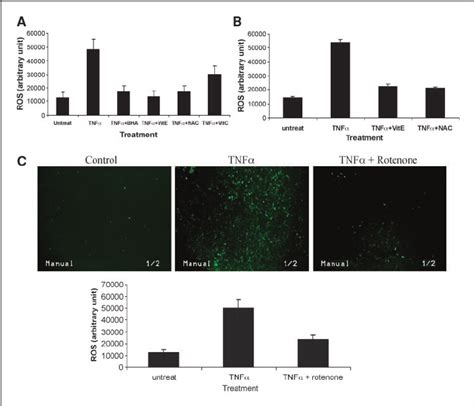 Ros Assay In Balb T A And L B Cells Cells Were Treated Or