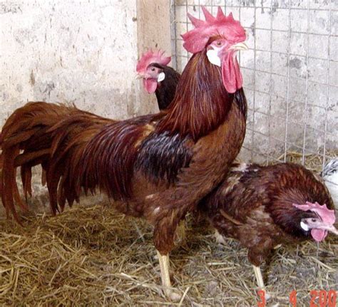 Red Leghorns The Leghorn Club Of Australia Inc Gallinas Gallinas De Traspatio Aves De Corral