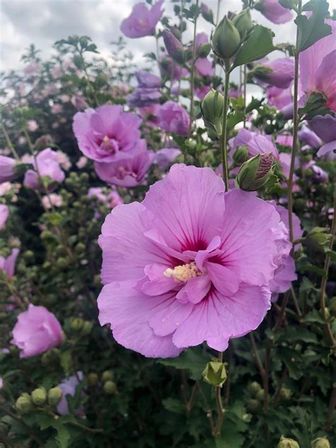 Hibiscus syriacus | Rose of Sharon | First Editions® Tahiti™ | DR Snell