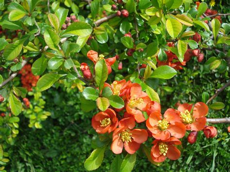 Flowering Quince Description Shrub Fruit Species Diseases And Facts Britannica