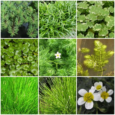 Best Oxygenating Pond Plants Growers Choice Roots Plants