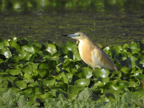 Squacco Heron From Cou O Portugal On June At Pm By