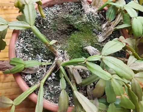 Christmas Cactus Root Rot Signs How To Treat Citycacti