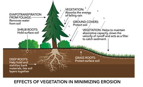 Outrageous Info About How To Reduce Soil Erosion - Officermember29