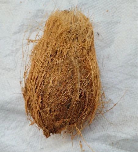 Solid B Grade Semi Husked Coconut Coconut Size Large At Rs 28000