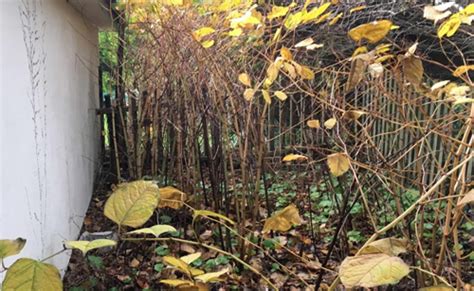 Japanese Knotweed Removal In Devon Cornwall Bristol Somerset