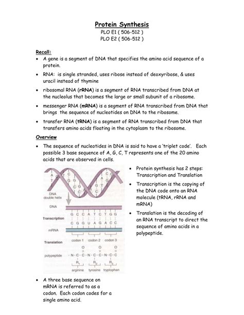 Amoeba Sisters Transcription And Translation Worksheet 71+ Pages ...