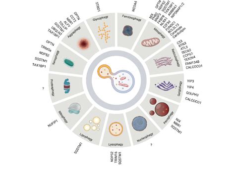 Selective Autophagy In Mammals And Their Respective Receptors