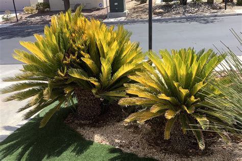 Sago Palms Turning Yellow Heres Why Bob Morris Local Local Columns