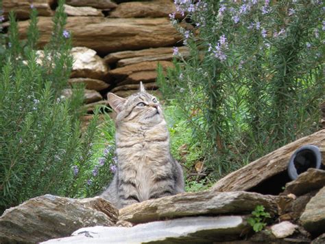 smells that deter cats 5
