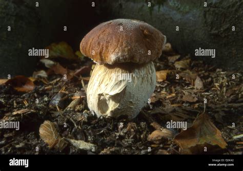 Boletus Edulis Champi N Conocido Tambi N Como Penny Bun O Cep