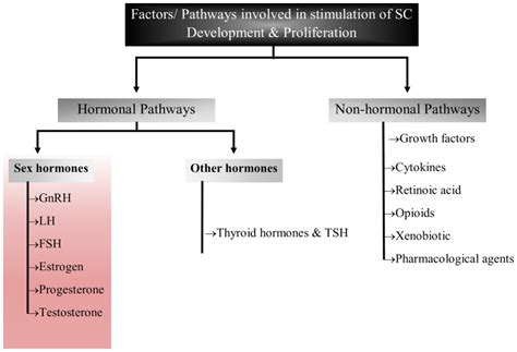The Molecular Mechanism Of Sex Hormones On Sertoli Cell Development And