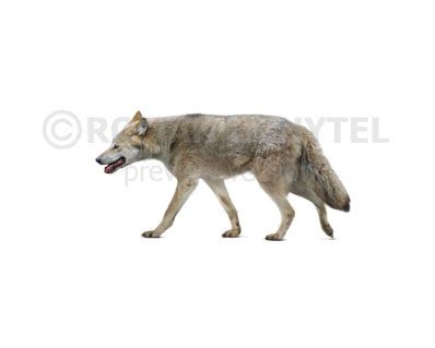 Mosbach Wolf Image Buy Uchytel