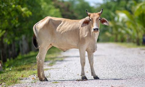 Polisi di Tangsel jadi Sasaran Sapi Ngamuk, Diseruduk hingga Memar ...