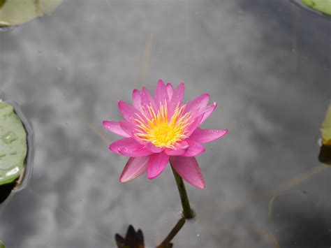 Nymphaea Ladakarn HxT ISG Water Lily Klong15 004 Flickr