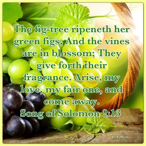 Song Of Solomon Song Of Solomon Songs Solomon