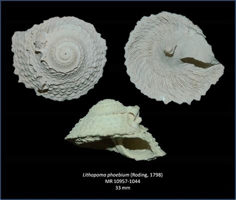 Lithopoma Phoebium Gastropods The Fossil Forum