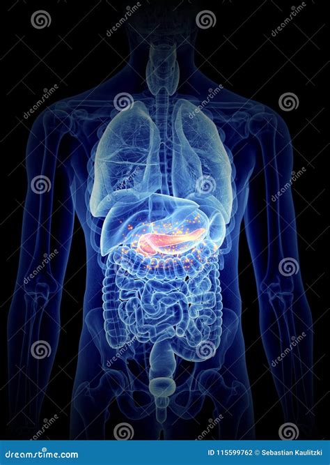 Pancreas Producing Hormones Stock Illustration - Illustration of ...