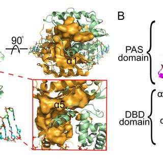 Structure Of The VqmA DPO DNA Complex A Structural Overview Of VqmA