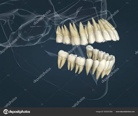 Full Anatomy Upper Lower Teeth Illustration Stock Photo by ©soundpic 633337260