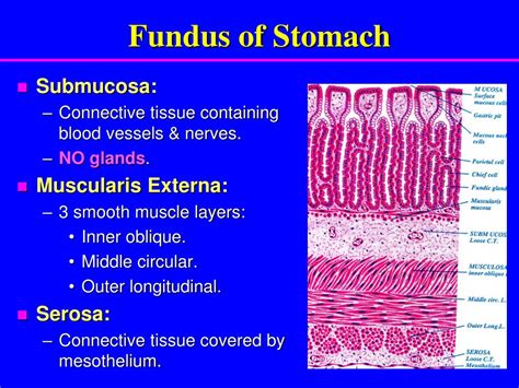 Ppt Digestive System Powerpoint Presentation Free Download Id 6015619