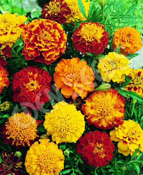 Marigold Seeds Sparky French Marigold Naughty Marietta French Marigold Seeds African Giant