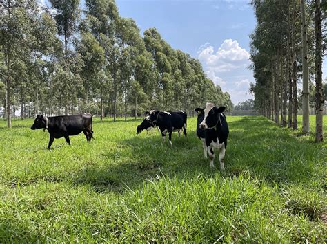 Embrapa Pecuária Sudeste página criada dedicada aos sistemas ILPF para