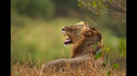 Lions Hunt Down Their Poacher & Maul Him To Death In South Africa ...