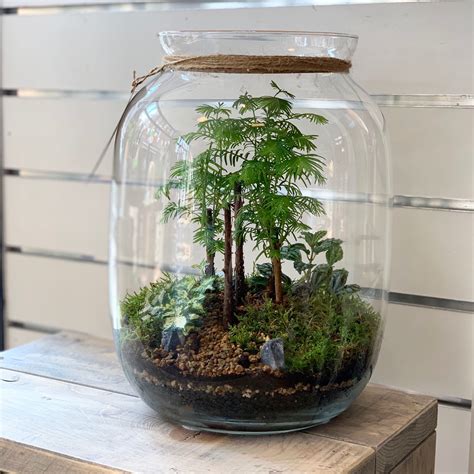 Bonsai terrarium | Terrarium planten, Planten, Glazen tuin