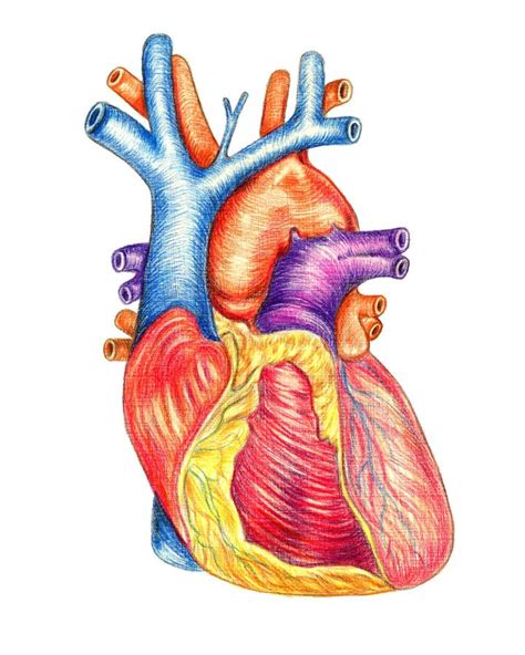 被隔绝的解剖人的心脏 库存例证 插画 包括有 杜撰的 心脏病学 健康 节假日 人力 带状闪长岩 109417663