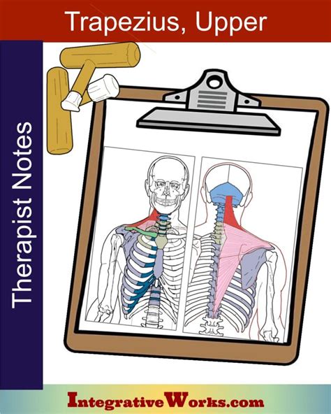 Trapezius - Functional Anatomy - Integrative Works